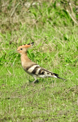 Common Hoopoe