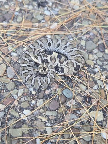 Eastern Hognose Snake