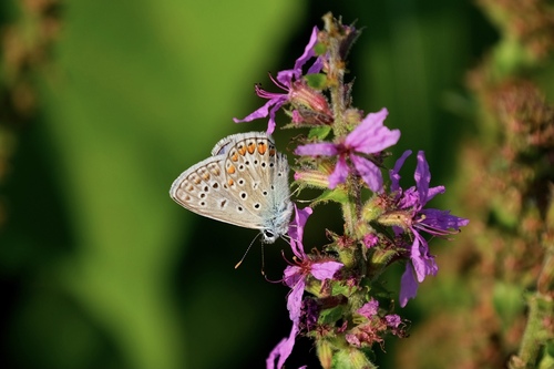 Common Blue