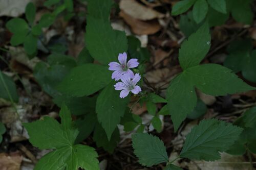 Geranium nodosum, photograph 5