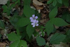 Geranium nodosum, photograph (c) Antoine Thivolle, some rights reserved (CC BY)