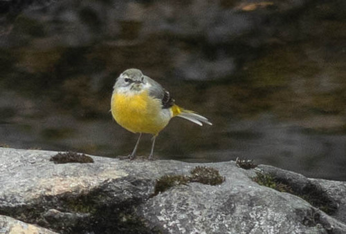 Grey Wagtail