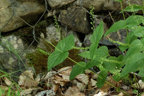 Veronica urticifolia, photograph 2