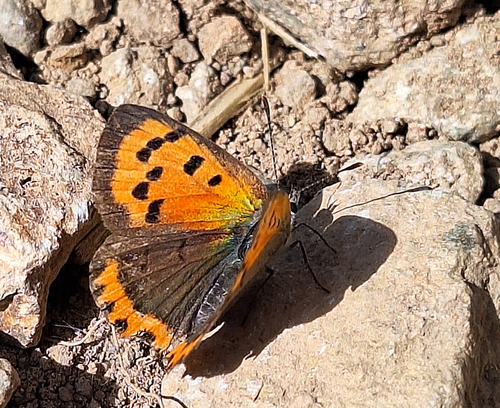 Small Copper