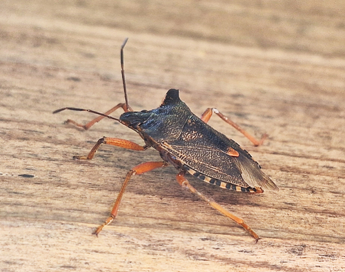 Forest Bug