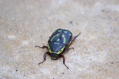 Chlorobapta frontalis