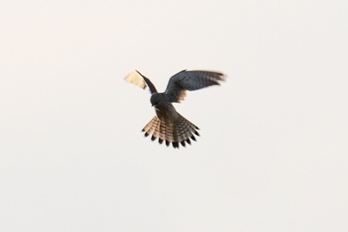 Eurasian Kestrel