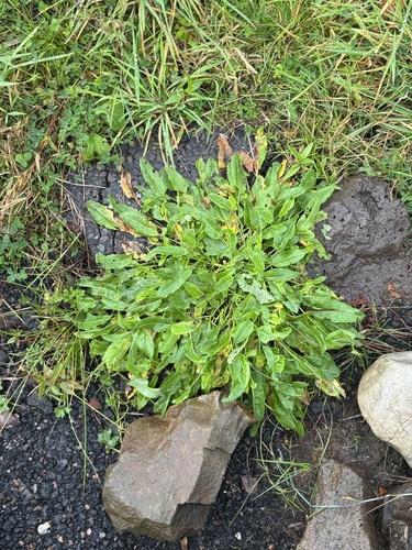 Common Sorrel