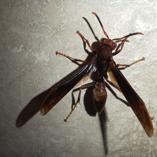 Polistes lanio