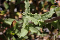 Castilleja martini martini