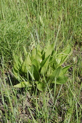 Plantago