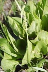 Plantago