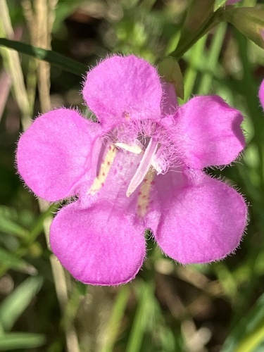 purple false foxglove