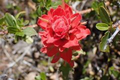 Castilleja martini martini