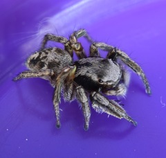 Habronattus cuspidatus