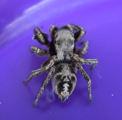 Habronattus cuspidatus