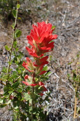 Castilleja martini martini