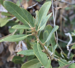 Chrysolepis sempervirens