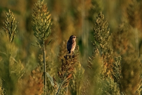 Whinchat