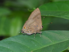 Rapala varuna formosana