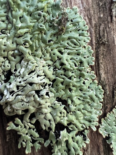 Port-hole Lichen