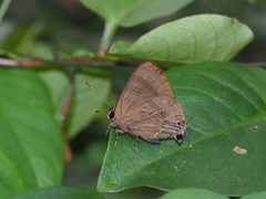 Rapala varuna formosana