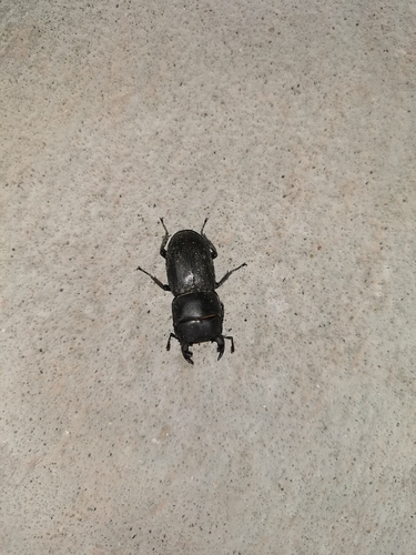 Lesser Stag Beetle