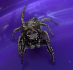 Habronattus cuspidatus