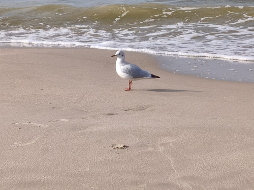 Black-headed Gull