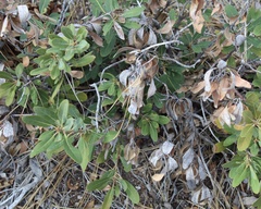 Chrysolepis sempervirens