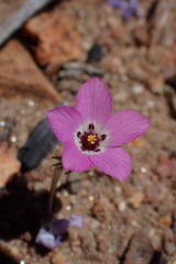 Linanthus orcuttii