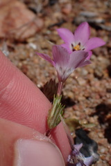 Linanthus orcuttii