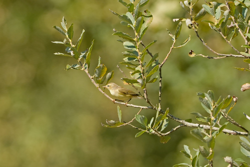 Willow Warbler