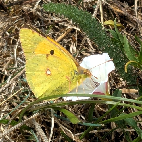 Clouded Yellow
