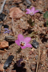 Linanthus orcuttii