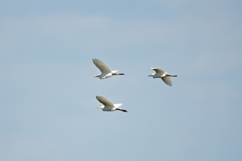 Western Cattle-Egret