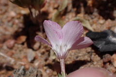 Linanthus orcuttii