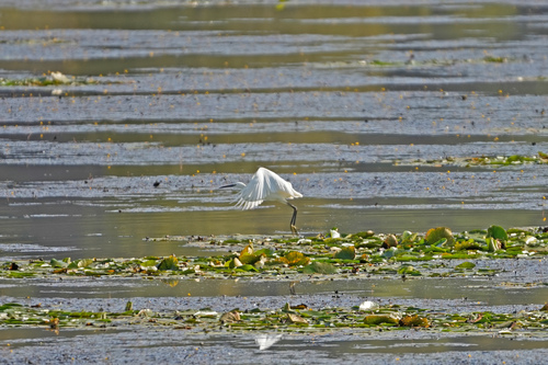 Little Egret