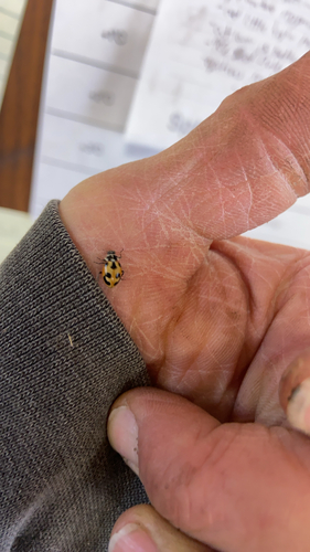 Parenthesis Lady Beetle