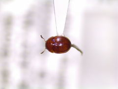 Colenis impunctata