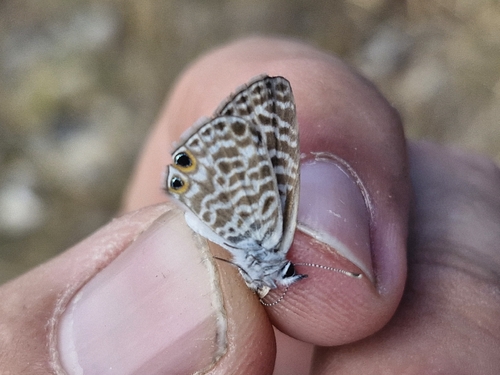 Lang's Short-tailed Blue