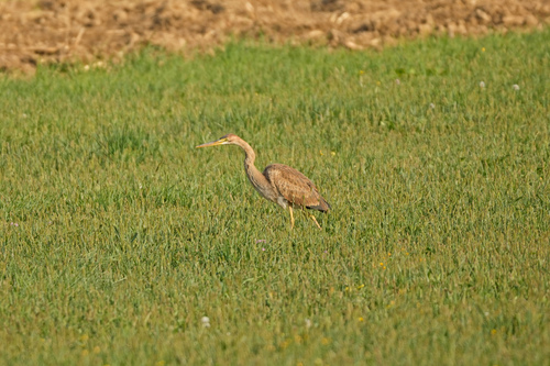 Purple Heron