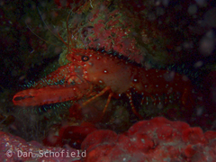 Enoplometopus occidentalis