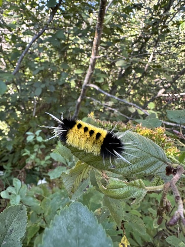Spotted Tussock Moth