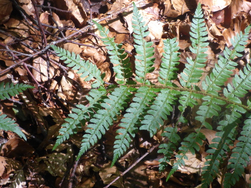 soft shield fern