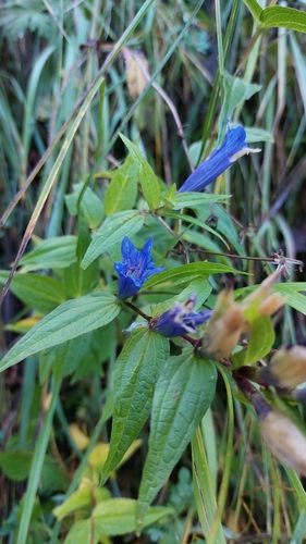 willow gentian