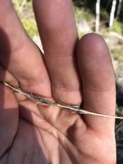 Pseudoroegneria spicata spicata