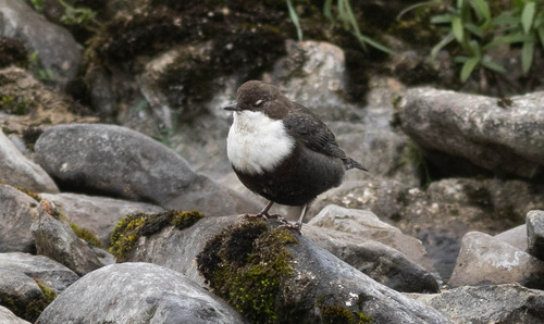 White-throated Dipper