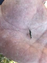 Pseudoroegneria spicata spicata