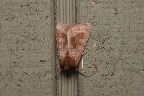 Bronzed Cutworm Moth